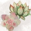 Picture of SUCCULENT SUMMER 2