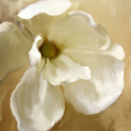 Picture of MAGNOLIA BLOOM
