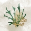 Picture of EMERALD CORAL 1