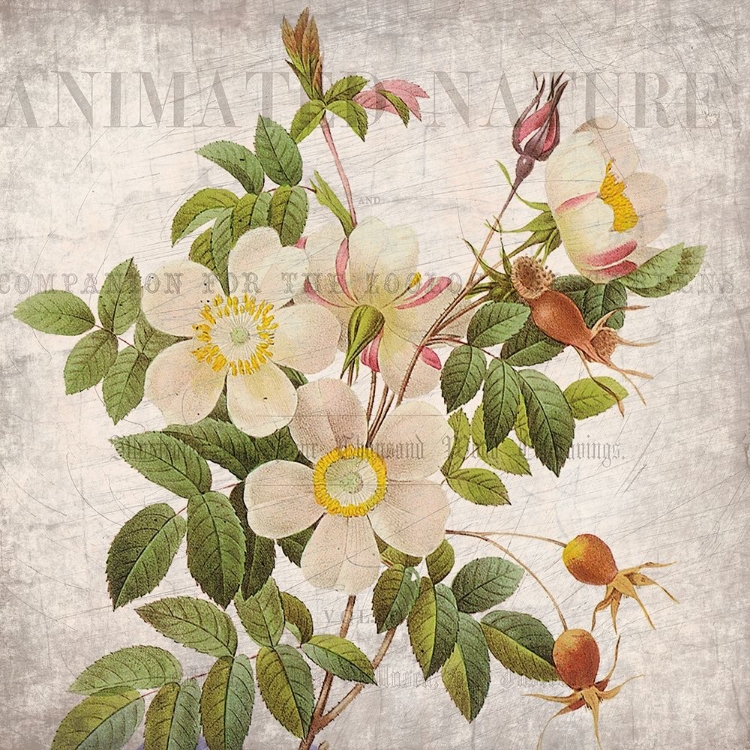 Picture of VINTAGE FLORAL 1