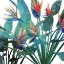 Picture of TROPIC FLOWER 2