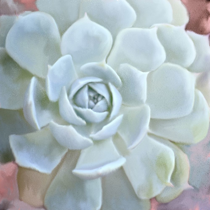Picture of PAINTED SUCCULENT 2