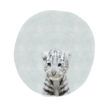 Picture of BABY WHITE TIGER GRAY