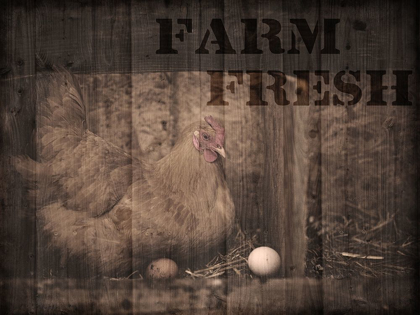 Picture of FARM FRESH CHICKEN 1