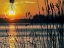 Picture of MORNING LIGHT 1