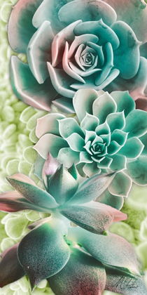 Picture of ADORED SUCCULENTS 6
