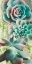 Picture of ADORED SUCCULENTS 6