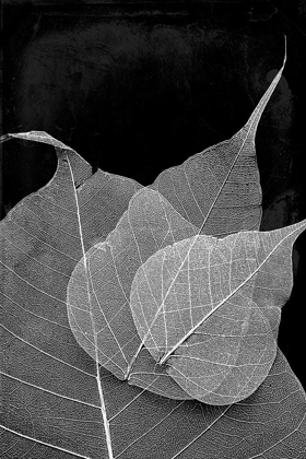 Picture of LEAVES IN THE DARK