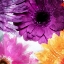 Picture of LOOK FLOWERS