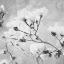 Picture of TREE OF WHITE FLOWERS BW 2