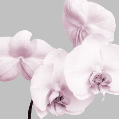 Picture of PINK ORCHIDS 1