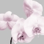 Picture of PINK ORCHIDS 1
