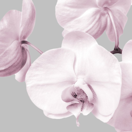 Picture of PINK ORCHIDS 2