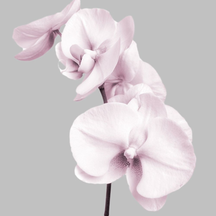 Picture of PINK ORCHIDS 3