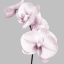 Picture of PINK ORCHIDS 3
