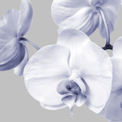 Picture of LILAC ORCHIDS 2