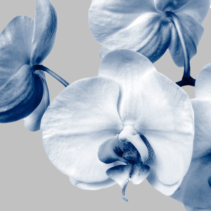 Picture of INDIGO ORCHIDS 2