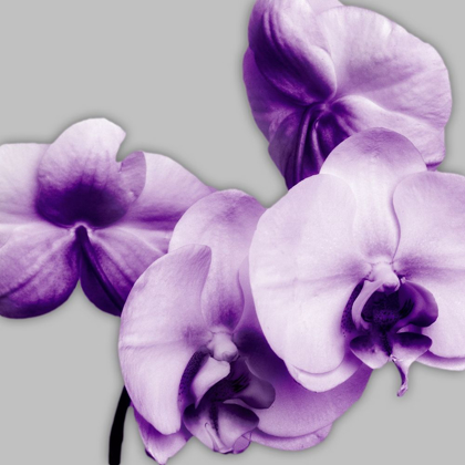 Picture of VIBRANT ORCHIDS 1