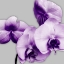 Picture of VIBRANT ORCHIDS 1