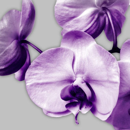 Picture of VIBRANT ORCHIDS 2