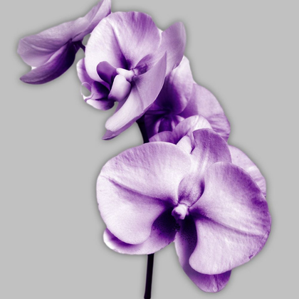 Picture of VIBRANT ORCHIDS 3