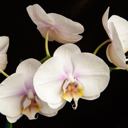 Picture of WHITE ORCHIDS 1