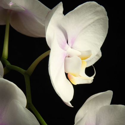Picture of WHITE ORCHIDS 2