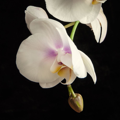 Picture of WHITE ORCHIDS 3