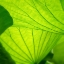 Picture of VIVID GREEN 2