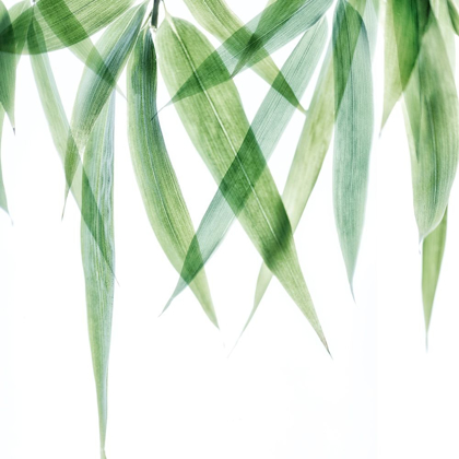 Picture of SWAYING BAMBOO 2