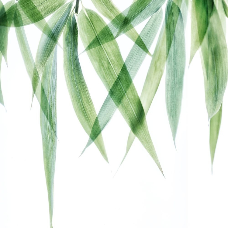 Picture of SWAYING BAMBOO 2