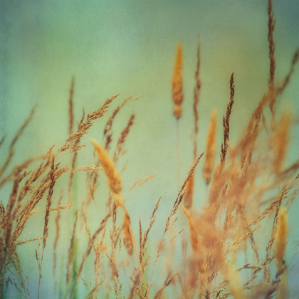 Picture of PRAIRIE GRASS 1