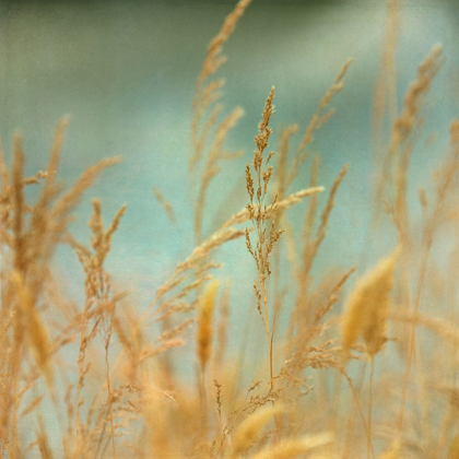 Picture of PRAIRIE GRASS 2