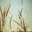 Picture of STEPPE CARPET 2