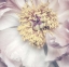 Picture of DUSTY BLOOM 1