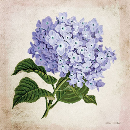 Picture of VINTAGE LILAC