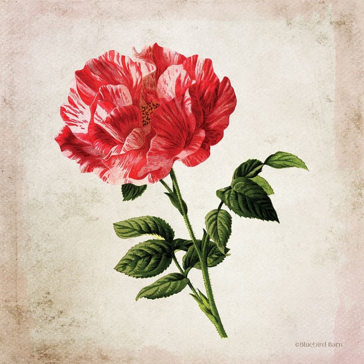 Picture of VINTAGE BICOLOR RED ROSE