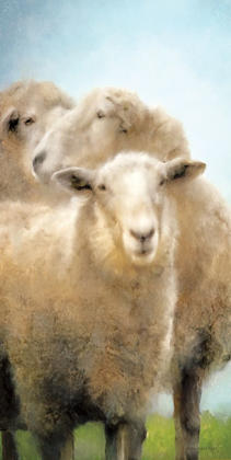 Picture of THREE SHEEP PORTRAIT