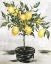 Picture of LEMON TREE