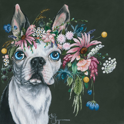 Picture of BOSTON TERRIER