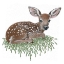 Picture of FAWN