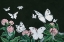Picture of BUTTERFLIES