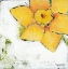 Picture of SPRING HAS SPRUNG II