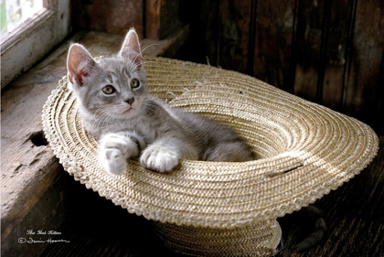 Picture of THE HAT KITTEN