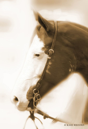 Picture of SEPIA DREAM