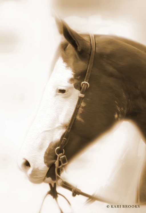 Picture of SEPIA DREAM