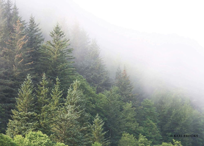 Picture of ALASKA GREEN TREES I