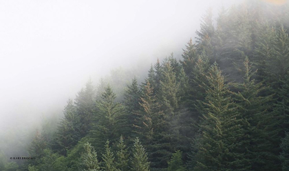 Picture of ALASKA GREEN TREES II