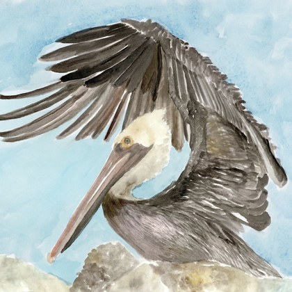 Picture of SOFT BROWN PELICAN II