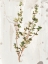 Picture of ANTIQUE EARTHTONE HERBS II